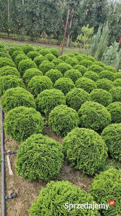 Tuja DANIKAThuja Occidentalis DANICA średnica ok Warszawa