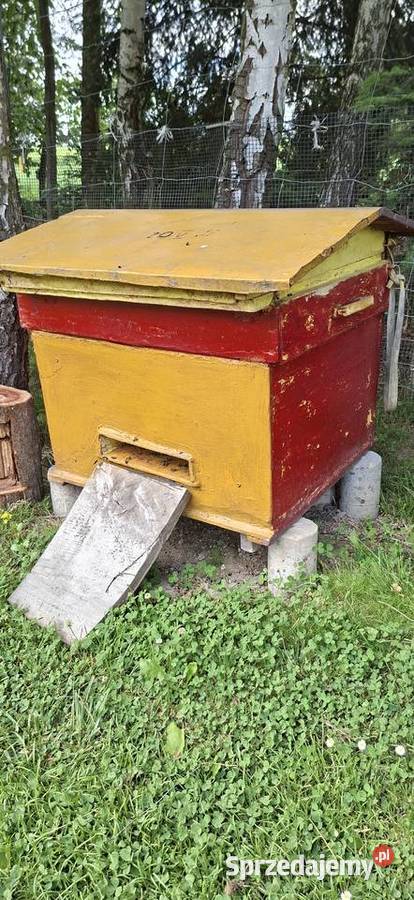 Ule Dadant rodziny pszczele Sędziszów Małopolski