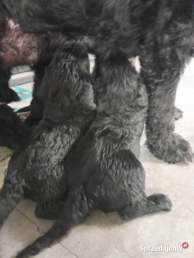 Sznaucer olbrzym szczenięta FCI