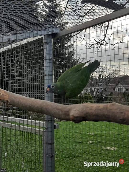 Piony niebieskogłowe 25r Skała