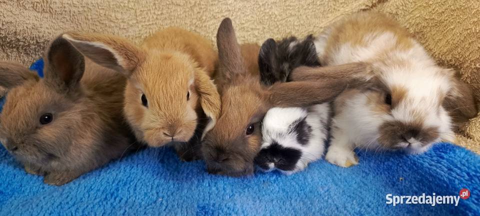 Królik miniaturka baranek i inne