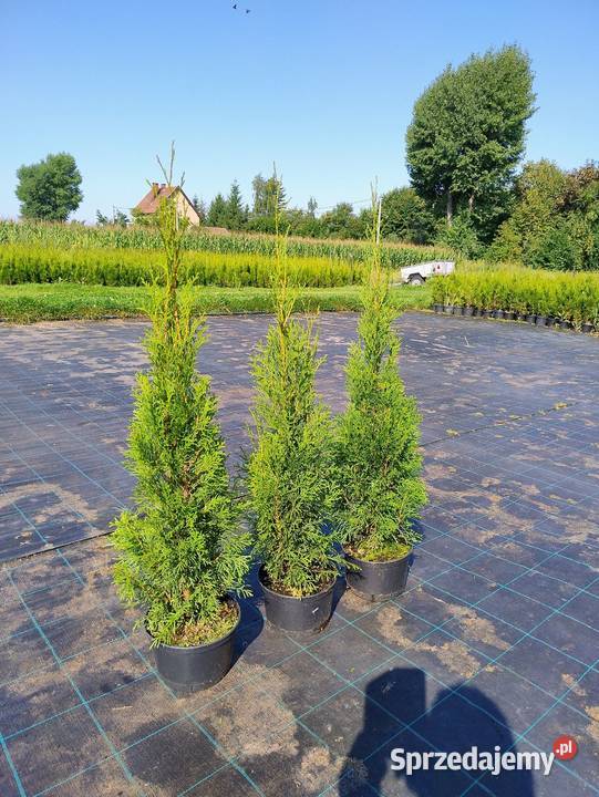 Thuja Szmaragd Brzeg