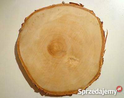 Plastry drewniane krążki brzoza 2830 szlifowane odcienie brązowego śląskie Rybnik