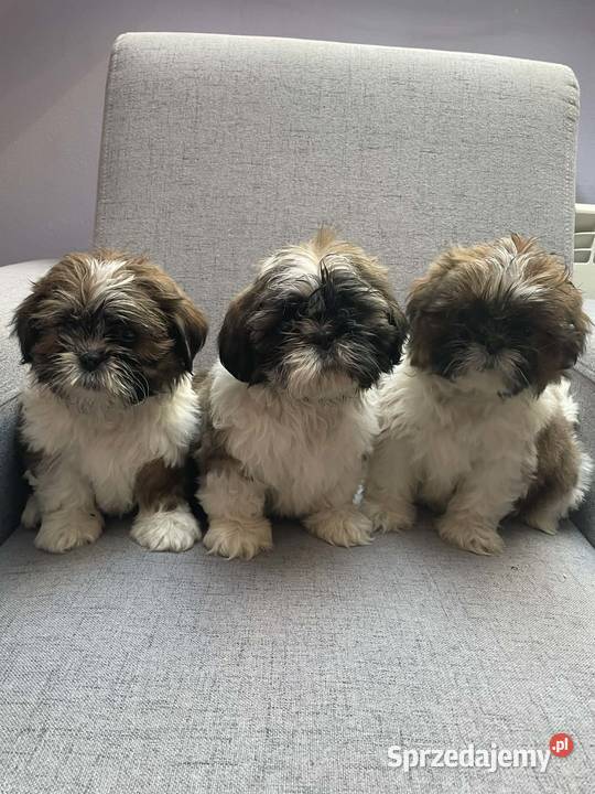 Shih tzu piesek małopolskie Kęty