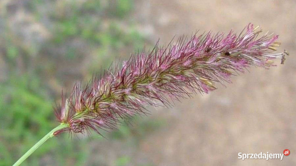 KOLCZATEK ORZĘSIONY  Cenchrus ciliaris NASIONA Lubanie sprzedam