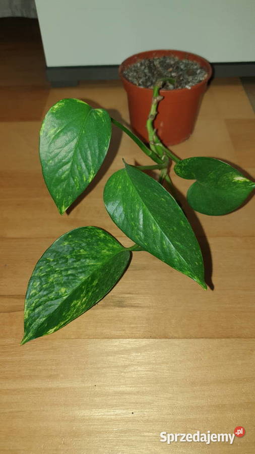 Epipremnum złociste epi Warszawa