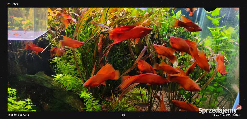 Mieczyki czyste Delty