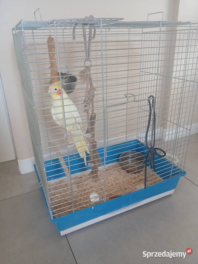 Papuga nimfa z duza klatka okazja Goździk