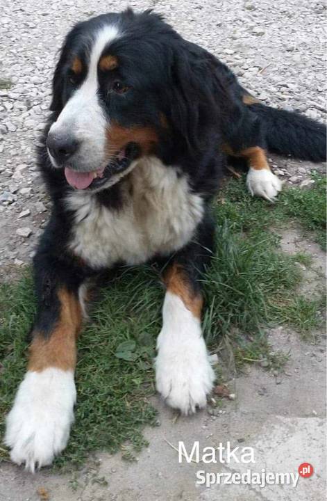 Berneński Pies Pasterski