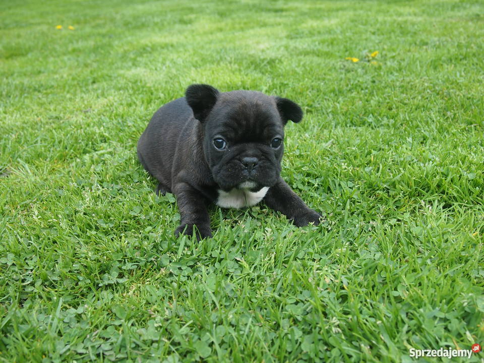 Buldog Francuski piesek Skierniewice