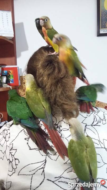 Sprzedam papugi ręcznie karmione