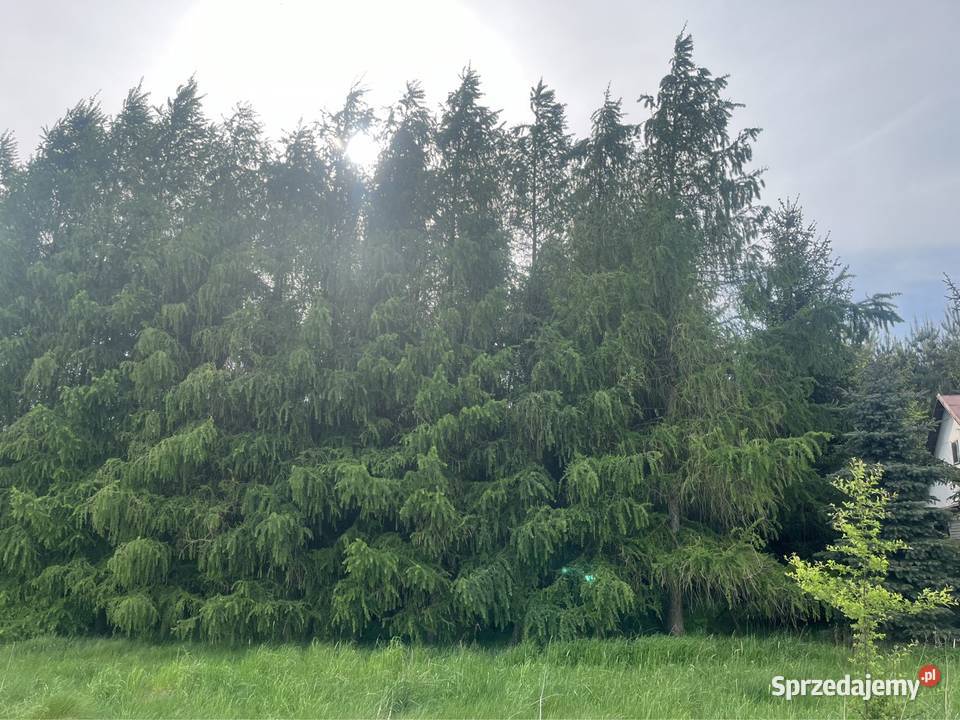 Siedlisko Gospodarstwo rolne Bazanów Stary telefon Moszczanka
