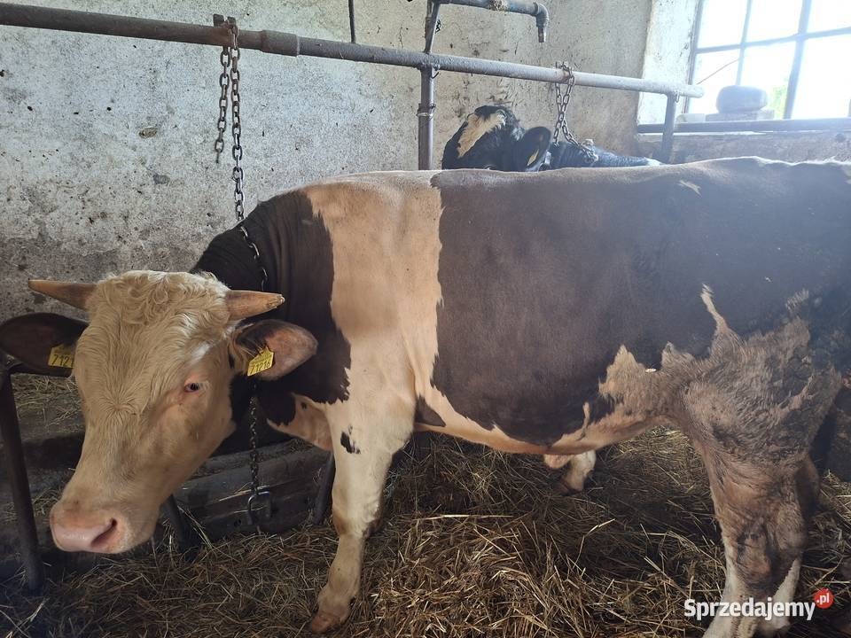 2 byki do dalszego chowu Ozorków