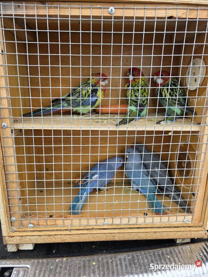 Sprzedam papugi Proszowice
