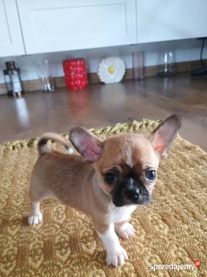 Chihuahua malutki xxs Radomsko