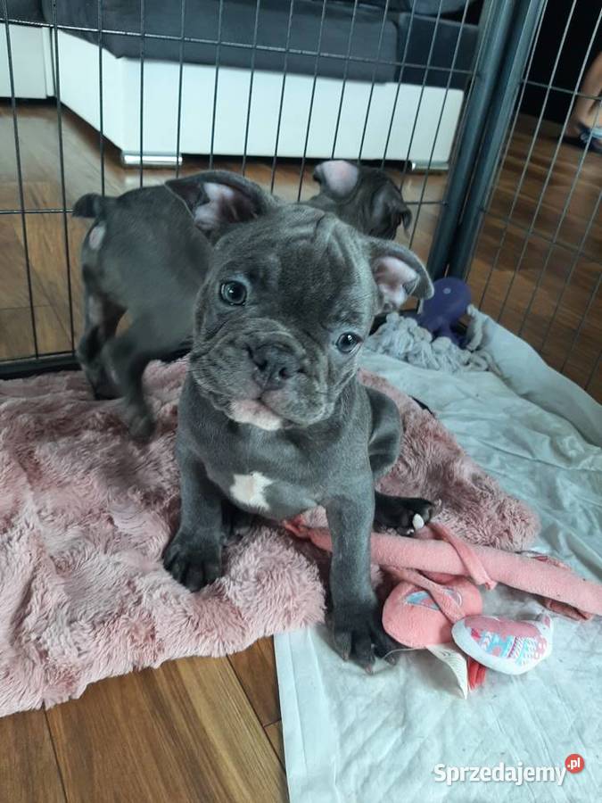 Buldogi francuskie merle blue BŁĘKITNE OCZY Szczecinek