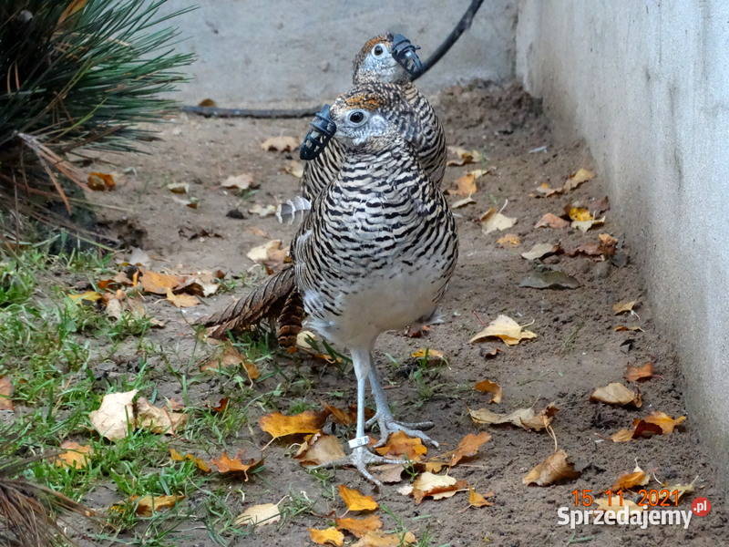 Sprzedam Bażant Bażanty Diamentowe z 2021r wielkopolskie Gostyń