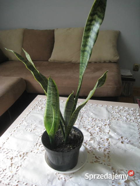 Sansevieria wężownica skutecznie oczyszcza Częstochowa