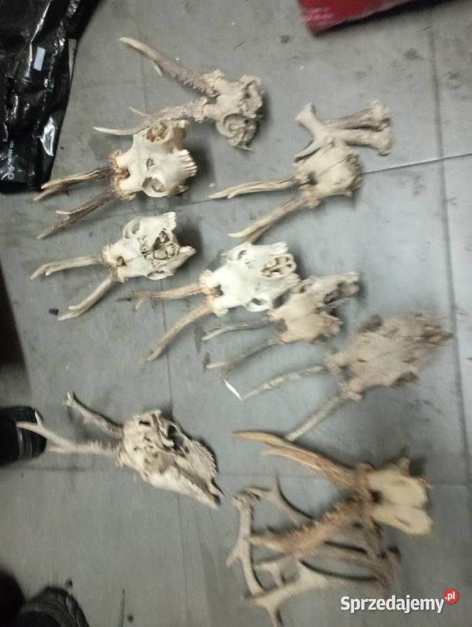 Czaszki parostki Częstochowa