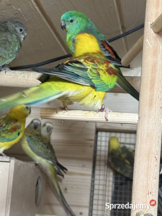 Papugi Świergotki Nowy Sącz sprzedam