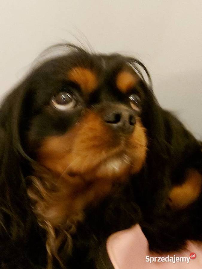 Cudowny Cavalier szuka nowej kochającej rodziny Dąbrowa Górnicza sprzedam