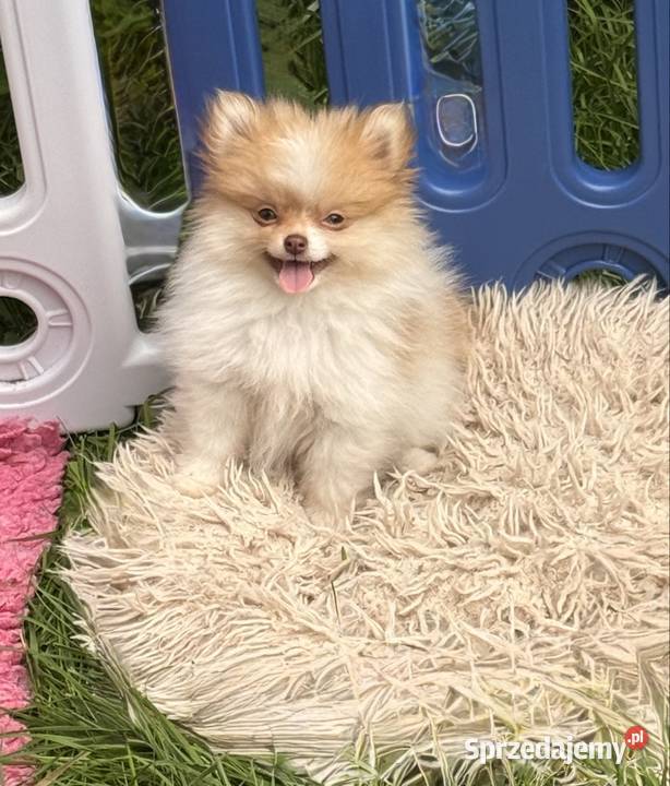 Szpic miniaturowypomeranian śląskie Zrębice