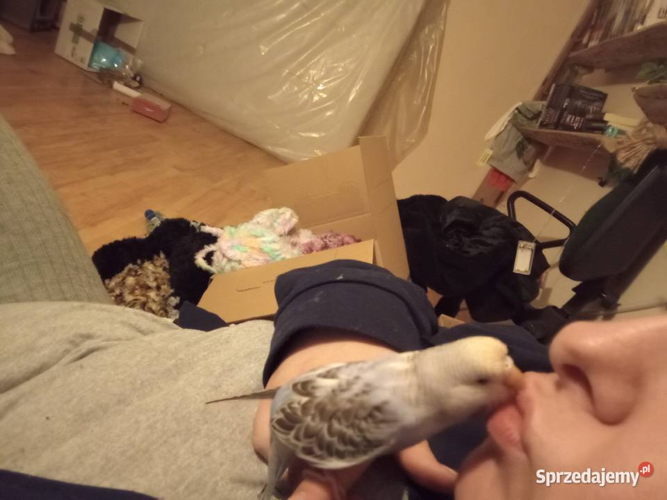 Dwie faliste z klatka Sarnów