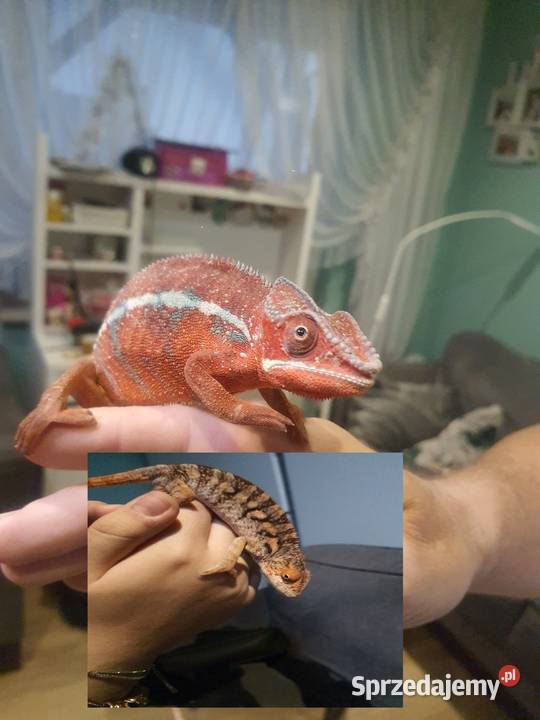 sprzedam kameleona lamparci Gady i płazy Lubień Kujawski