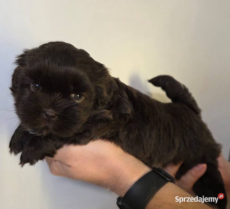 Shi TZU czekoladowe