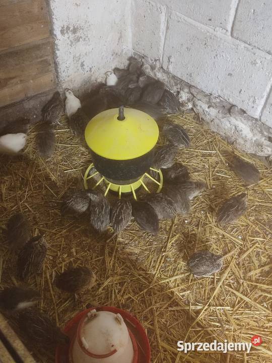 Jajka przepiórcze duża waga świętokrzyskie Komorniki