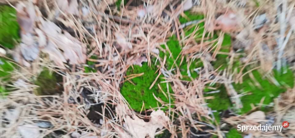 Mech kulki zielone żywemaleńkie mazowieckie Warszawa