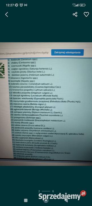 zapylanie upraw facelia nostrzyk ogórecznik Łomża