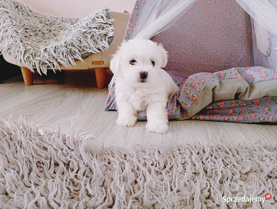Maltańczyk szczenię piesek sprzedam