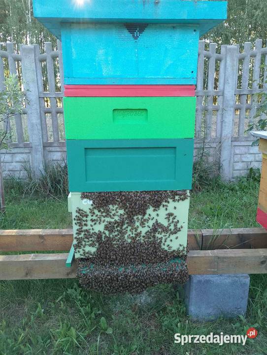 Rodziny pszczele przezimowane ramka wlkp odbiór śląskie