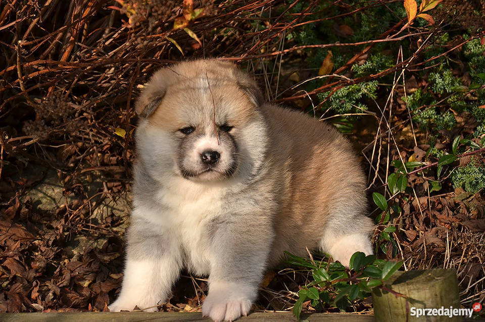Akita Inu Szczeniaki białe i czerwone Trzebnica sprzedam