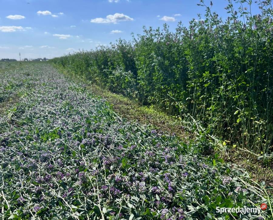 DSV Lucerna PowerMix COUNTRY 2060 Mieszanka Kruszwica
