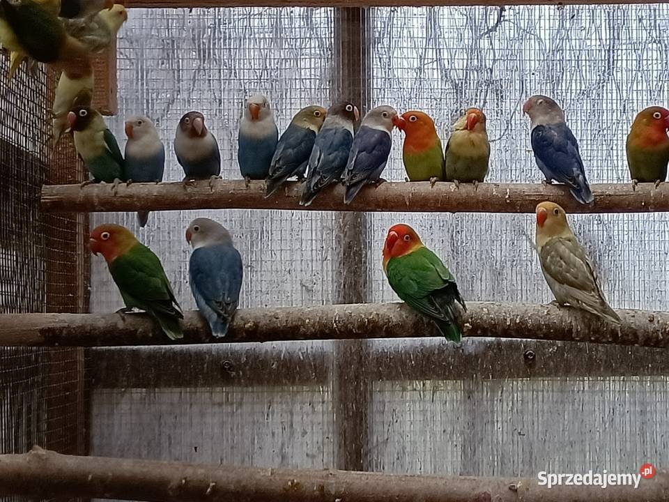 Nierozłączki mazowieckie Garwolin