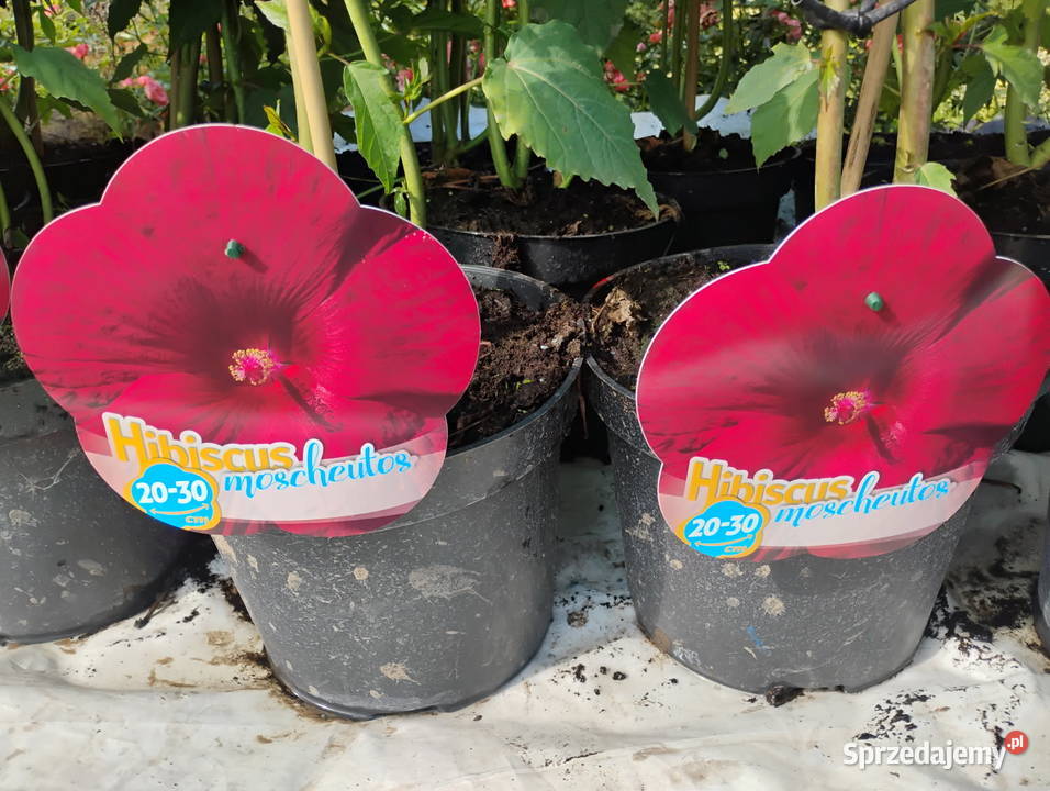 Hibiskus bagienny duże sadzonki mazowieckie Chrzanowo-Bronisze