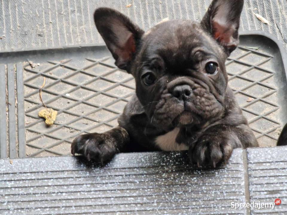 Buldogi francuskie Kamieńsk