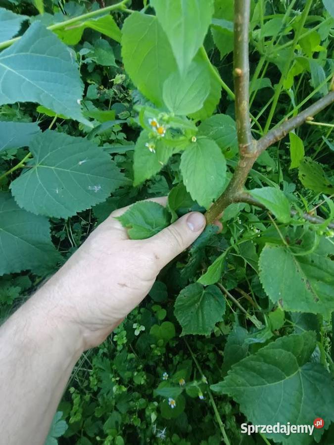 Lipa drobnolistna 70 100 Szczecinek