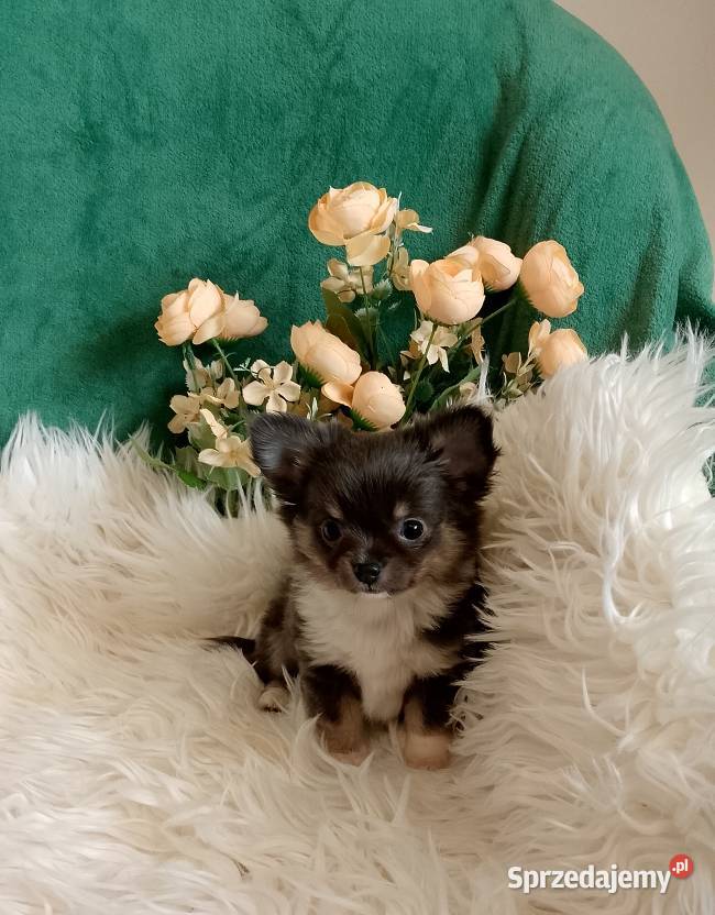 Chihuahua chłopiec długowłosy