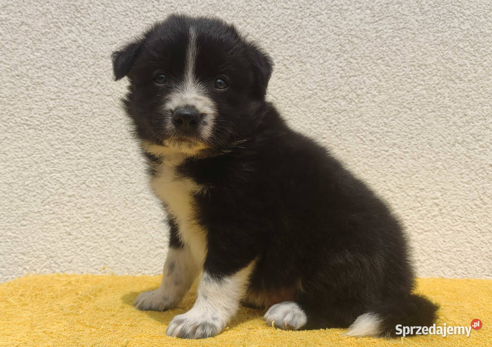 BORDER COLLIE z Hodowli Rasowy pies z pełną dok Iwonicz