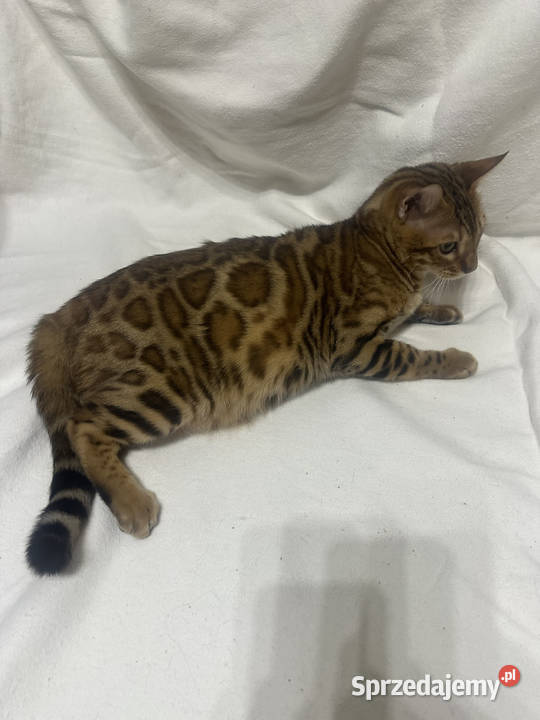 Bengalski kocur Bruno 5miesięczny Golden Spotted Warszawa sprzedam