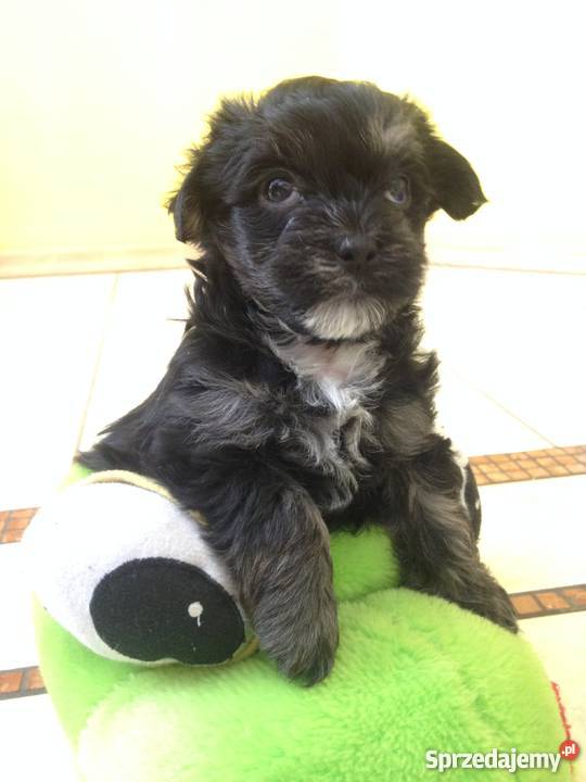 Sprzedam 3 szczeniaki mieszanka york i shihtzu podlaskie