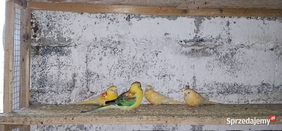 Świergotki 25r Pruchna