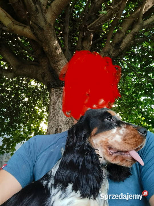 Pies i sunia cocker spaniel angielski Bielsko-Biała sprzedam