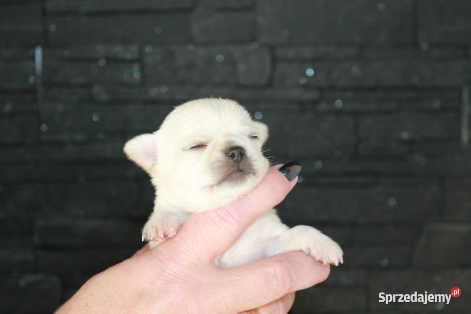 Chihuahua długowłosy chłopiec ZKwP FCI z Świnoujście