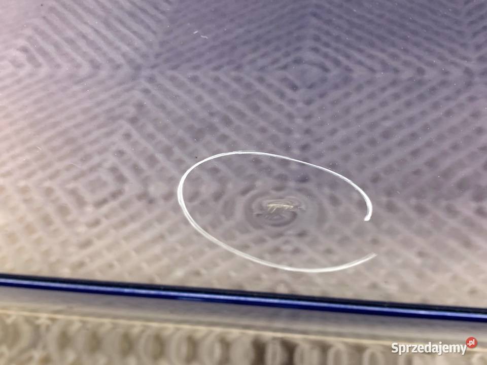 DRZWI PRAWY PRZÓD FIAT LINEA Hatchback Cool Jazz podkarpackie sprzedam