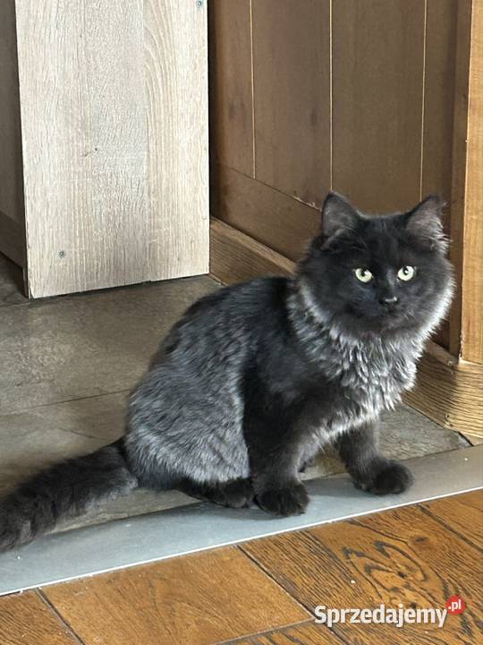 Kotek Syberyjski gotowy do odbioru Syberyjski sprzedam