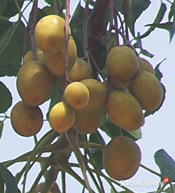 MELIA DUBIA Melia dubia NASIONA 100g Lubanie